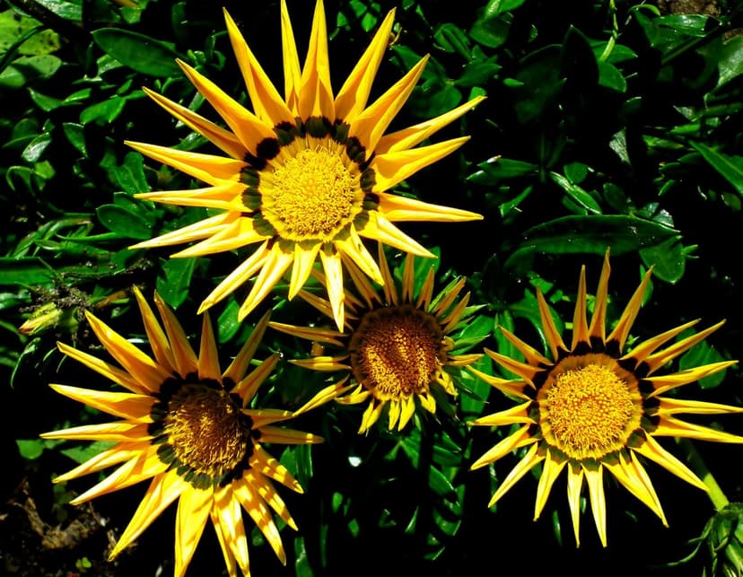 Yellow Gazania flowers with pointed petals and dark centers bloom among green leaves in a sunny outdoor garden.