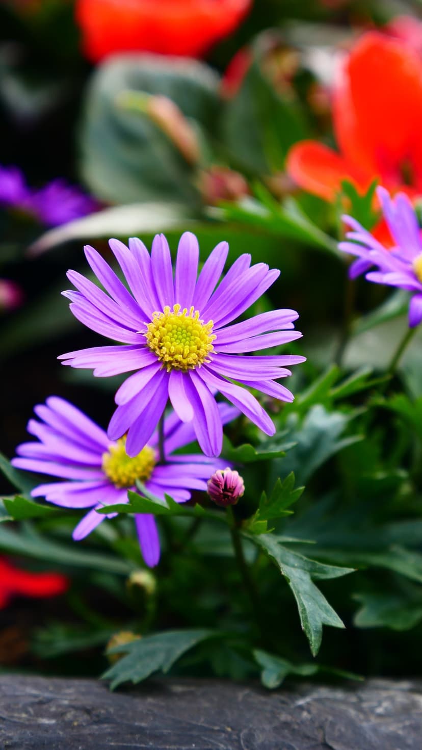 Purple daisies with yellow centers and slender petals bloom near a small pink bud and blurred red flowers.
