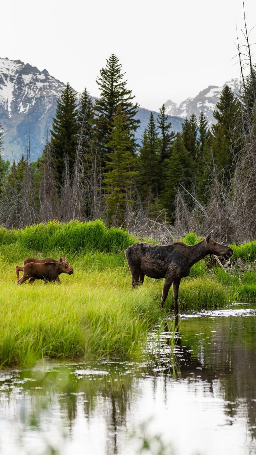 Mother moose and calf standing in a grassy meadow beside a clear river with snowy mountains in the background.