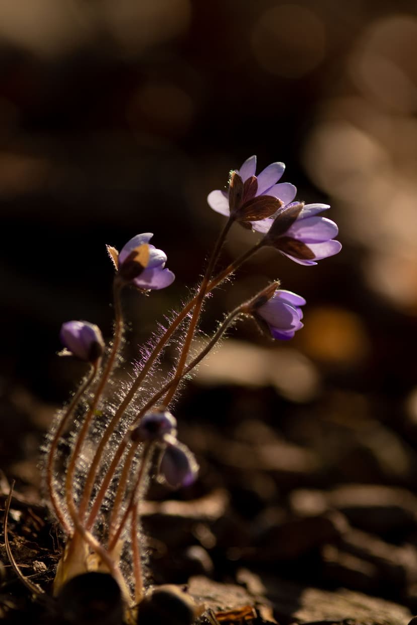 Purple wildflowers with fringed stems bloom under soft light against a dark, blurry forest background.