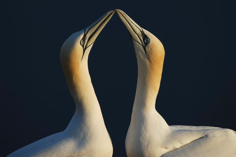 Two Northern Gannets touch beaks with heads tilted upward against a dark blue backdrop in warm, golden lighting.