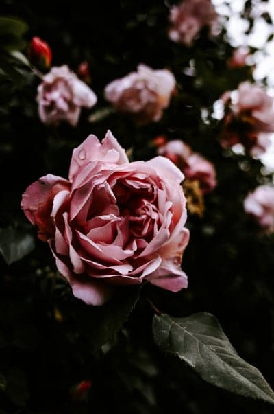 Close-up of a delicate pink rose with water droplets