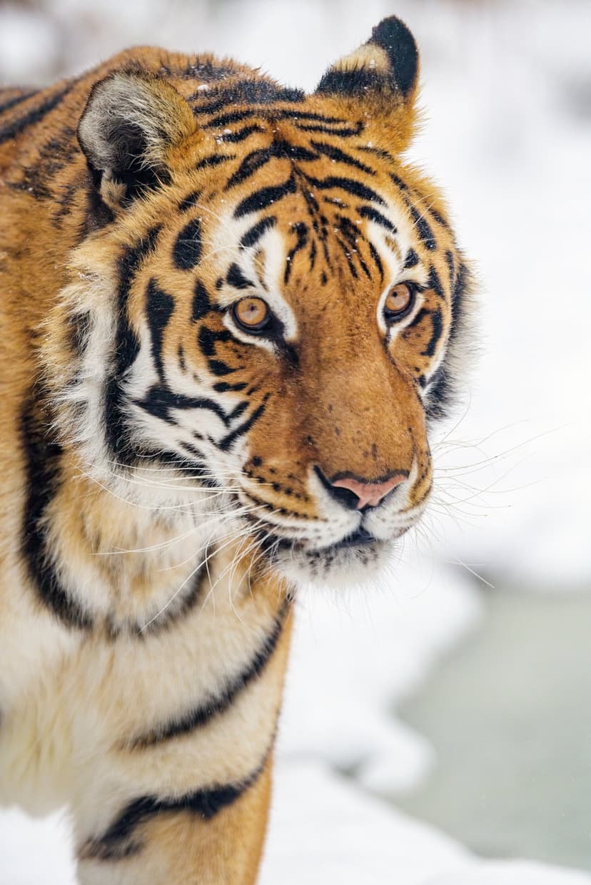 Tiger head with orange fur and black stripes gazes forward against a soft bokeh background of white falling snow.