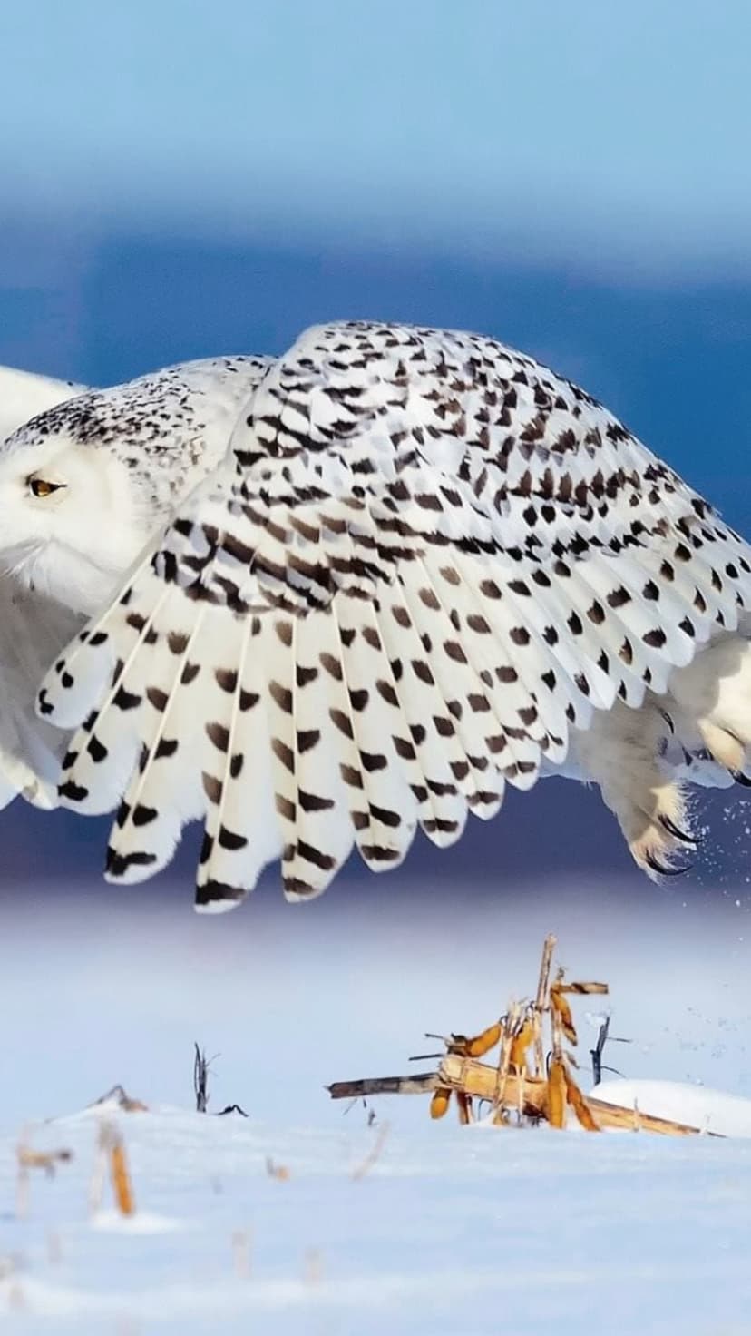 Snowy owl with white and black speckled wings soaring over a frost-covered field against a pale blue winter sky.