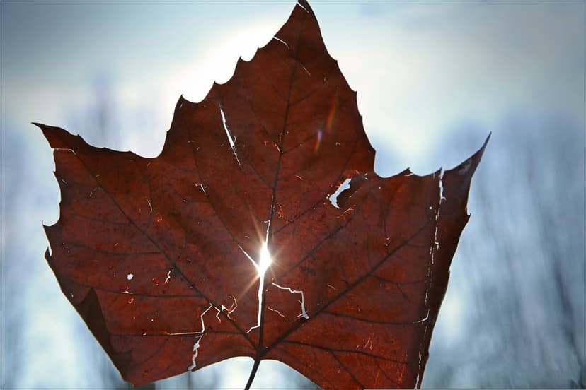 Deep red autumn leaf with sunlight shining through its veins against a blurred blue and gray bokeh background.