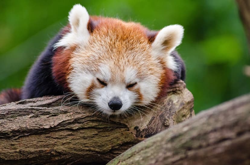Red panda with russet fur and white face markings sleeps peacefully on a tree branch against green foliage.