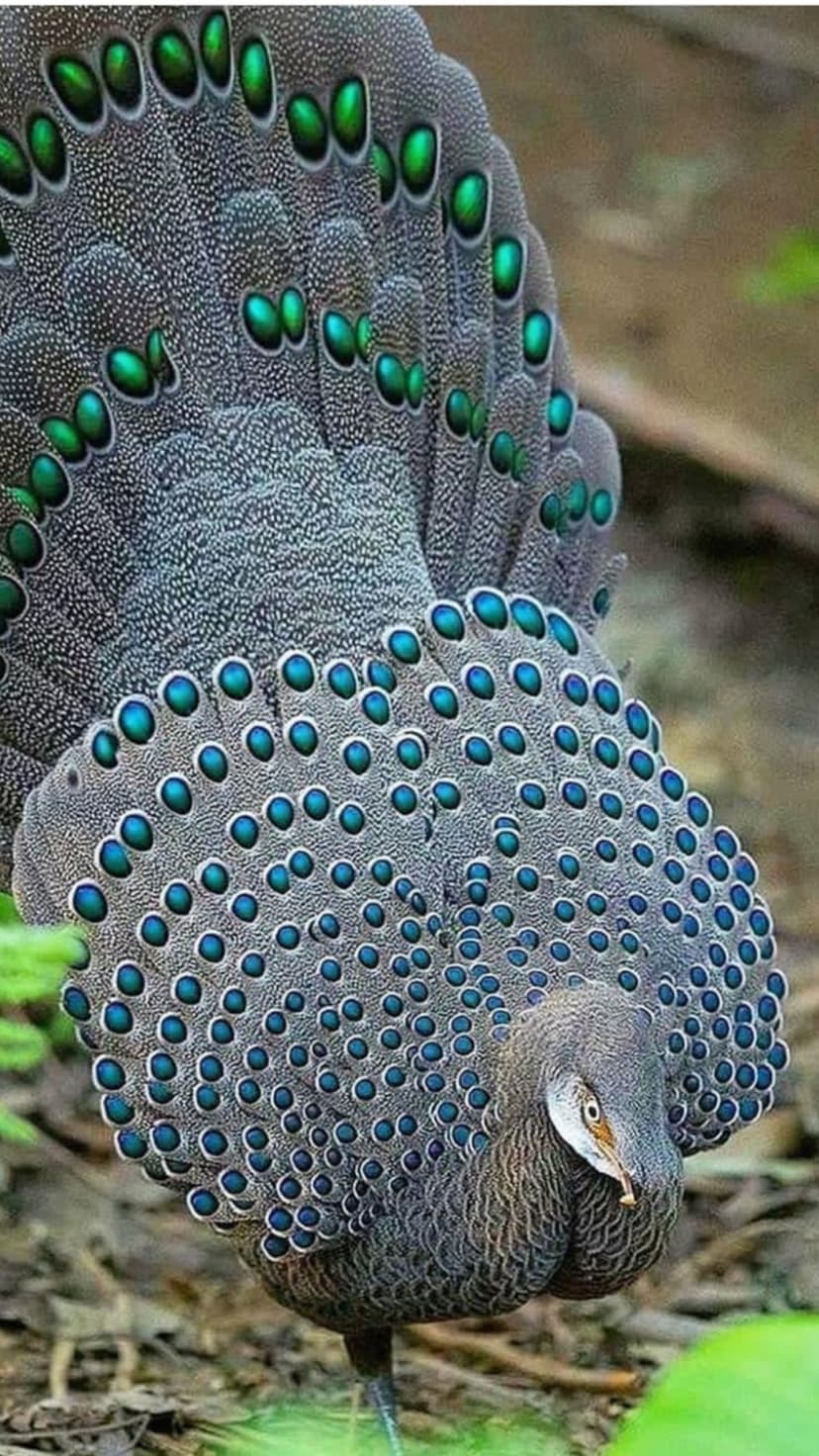Great Argus pheasant feathers featuring iridescent blue and green eye spots spread across a forest floor.