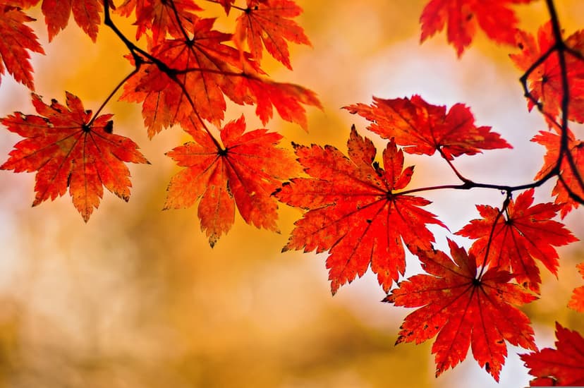 Crimson Japanese maple leaves with visible veins against a blurred orange autumn background in sunlight.
