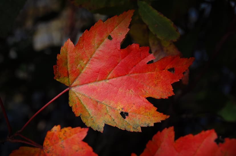 Red maple leaf with serrated edges and visible veins glows under sunlight against a dark, shadowy background.