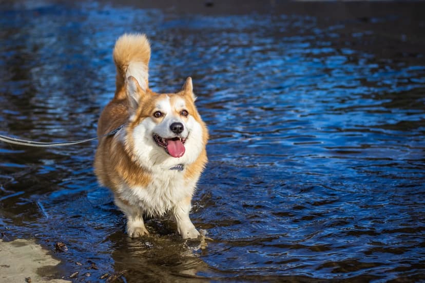 Pembroke Welsh Corgi with tan fur splashes through shallow sunlit water with its tongue out and tail raised.