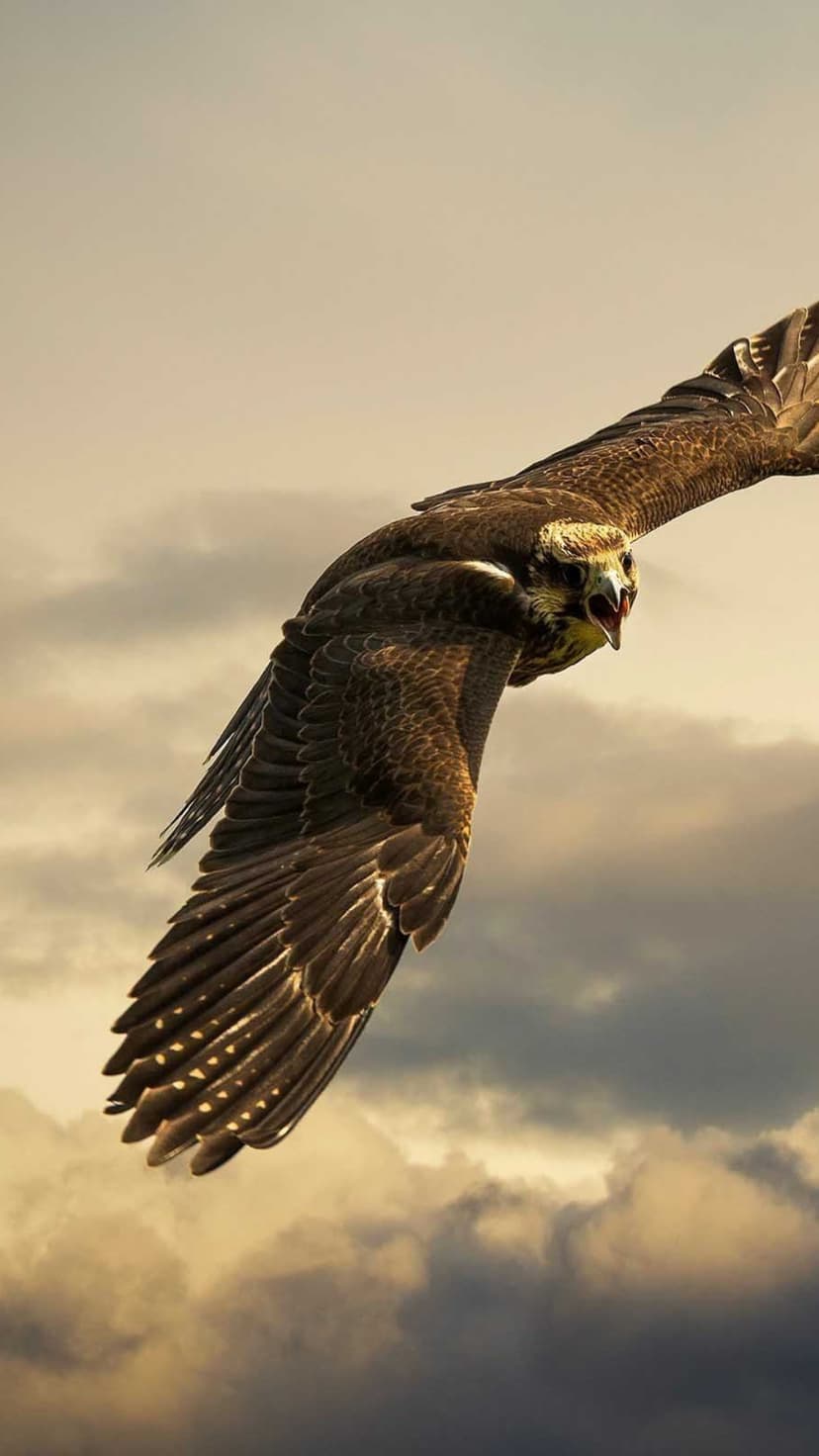 Falcon with outstretched wings glides through a dense layer of golden clouds with an intense, focused gaze.