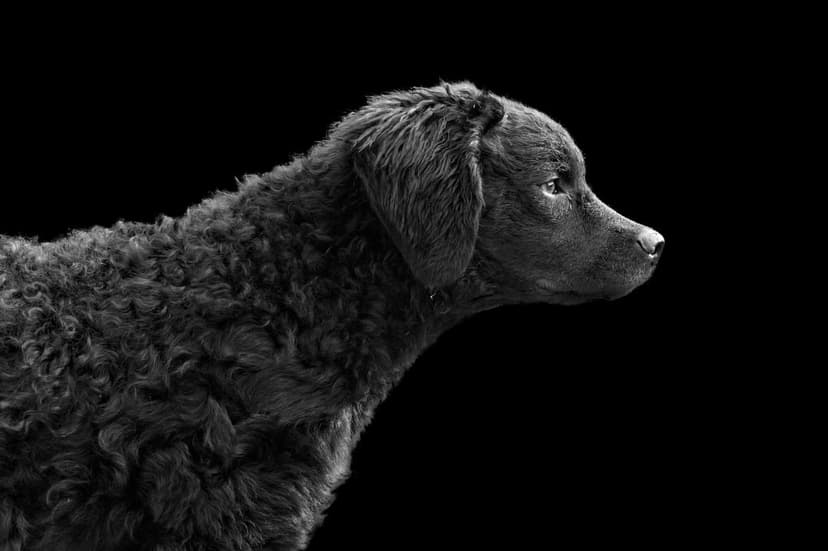 Black curly-coated dog in profile view with detailed fur textures against a solid dark background in monochrome.