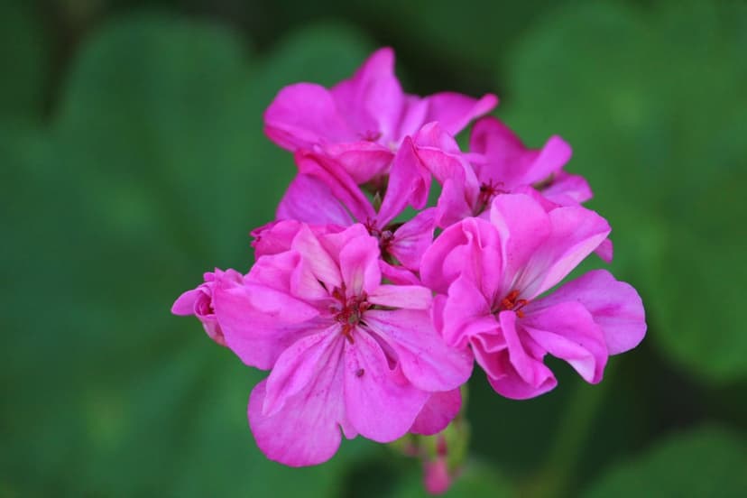 Pink geranium petals with detailed veins focus against a blurred green leaf background in a vertical macro shot.