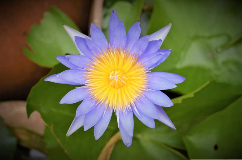 Purple lotus flower with a yellow center blooms amidst green lily pads in a high-resolution vertical close-up.