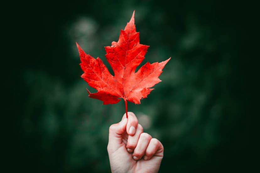 Red maple leaf with detailed veins held by a hand against a blurred dark green and black forest background.
