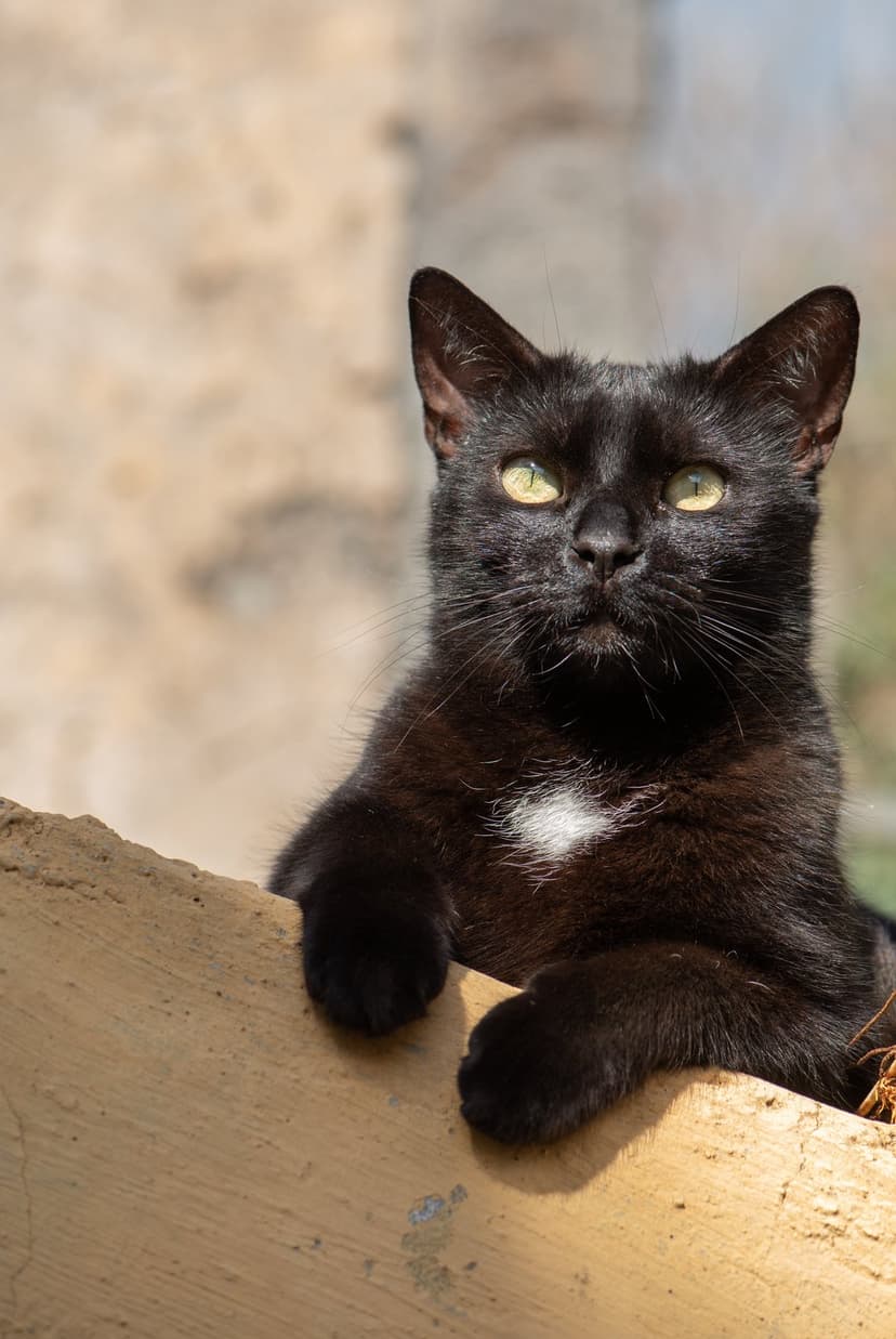 Black cat with green eyes and a white chest patch rests its front paws on a weathered wooden ledge outdoors.