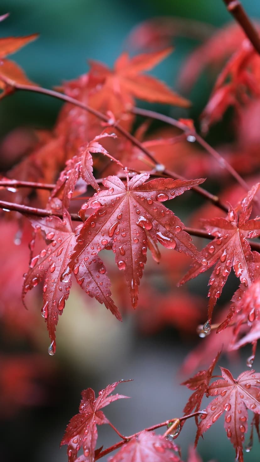 Red maple leaves with transparent water droplets against a blurred blue background for a portrait screen display.