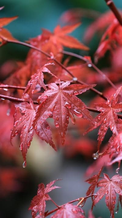 Dew Kissed Maples - Vibrant Autumn Hues