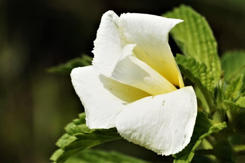 White Torenia flower with ruffled petals and a yellow interior centered against a dark green blurred background.