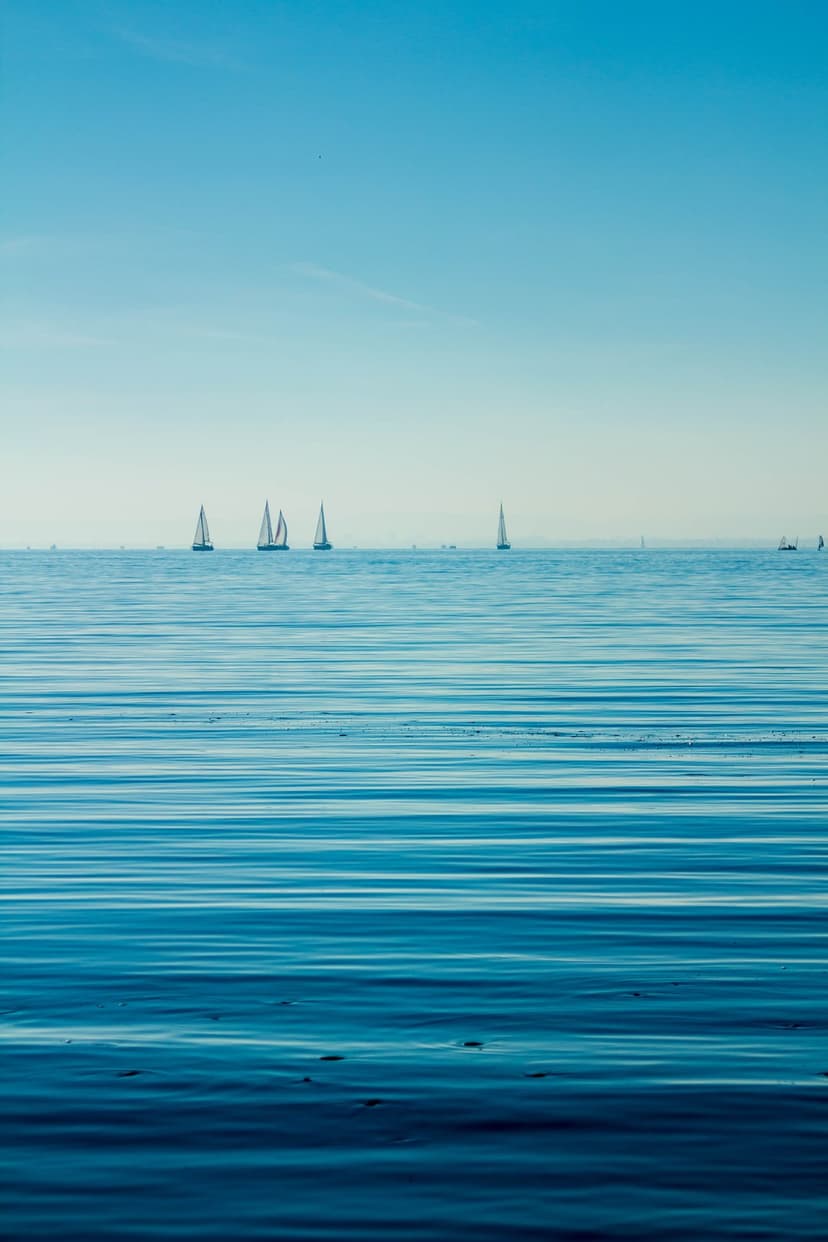 Several white sailboats glide across a calm blue sea under a clear sky with soft ripples on the water surface.