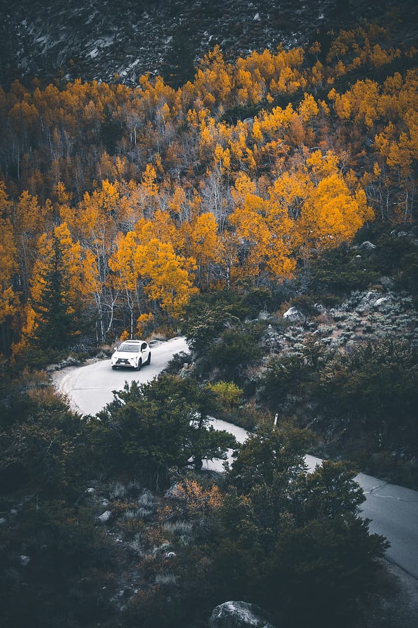 White SUV drives along a curving asphalt road through a dense forest with orange and yellow autumn leaves.