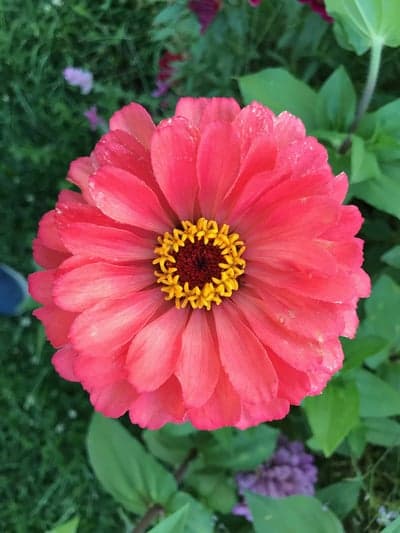 Summer Zinnia Floral Portrait Tablet Wallpaper Detail