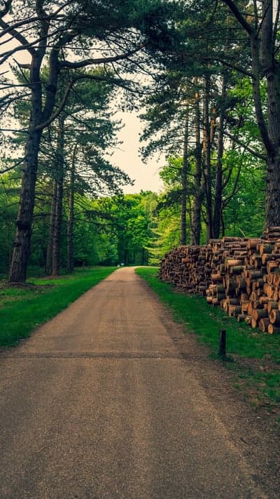Forest Trail and Timber Stacks
