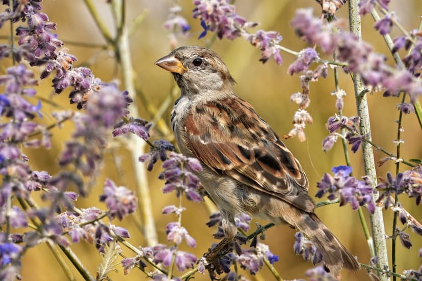 Small sparrow with detailed brown feathers perched on a branch of delicate purple flowers in soft sunlight.