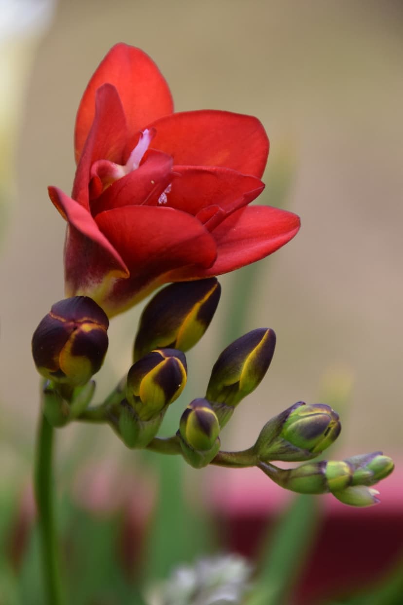 Red freesia flower in full bloom next to dark purple buds against a soft, blurred green garden background.