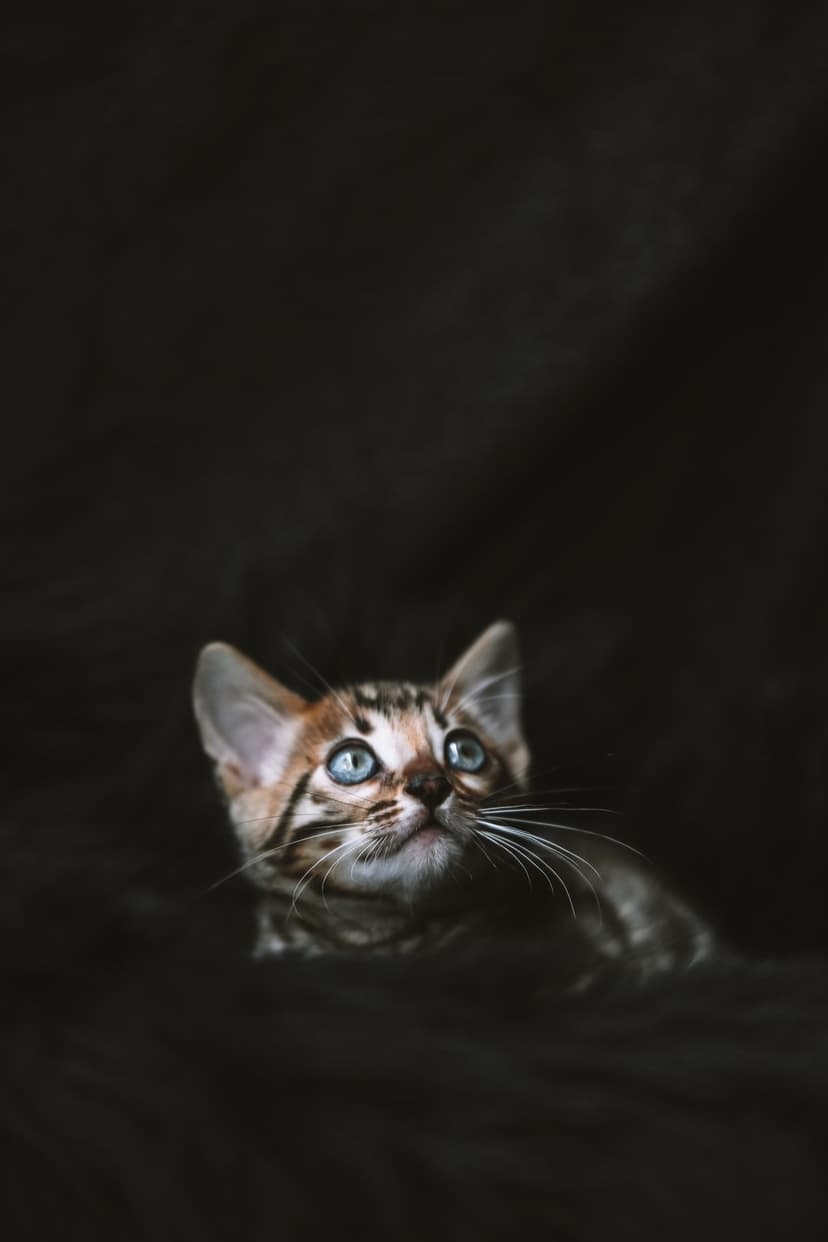 Bengal kitten with bright blue eyes looks up while showcasing its spotted fur against a dark, shadowy background.