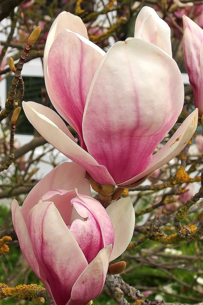 Magnolia blossoms with soft pink and white petals grow on a branch against a blurred green garden background.