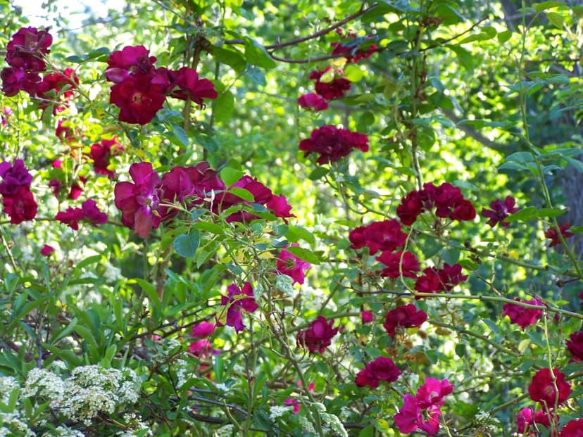 Deep red roses with velvet petals bloom among dense green leaves under dappled sunlight in a summer garden.