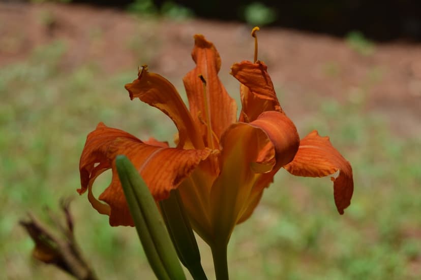 Orange daylily flower with ruffled petals and long stamen against a blurred green and brown garden background.