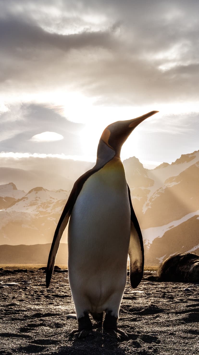 King Penguin standing on a dark shore against a golden Antarctic sunset with distant snow-capped mountains.