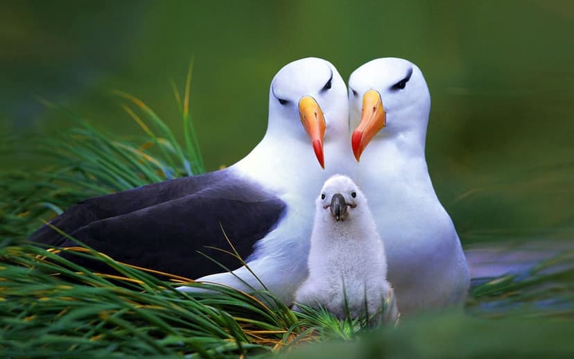 Albatross parents and a fluffy white chick nest in tall green grass, showing black plumage and orange beaks.