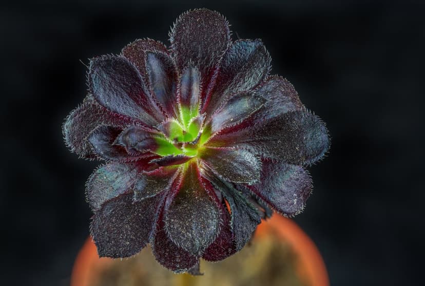 Dark Aeonium succulent with deep purple-black leaves and a bright green center in a close-up overhead perspective.