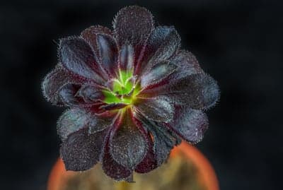 Dark Aeonium Black Rose Succulent Close-up