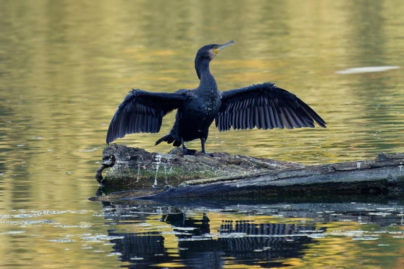 Cormorant with wings outstretched stands on a mossy log over calm water reflecting soft golden sunlight rays.