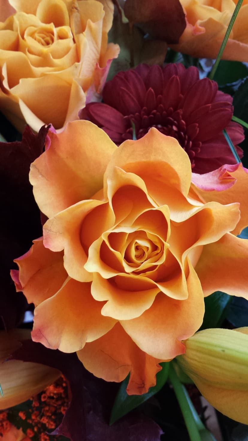 Orange rose petals with soft peach highlights bloom beside a dark burgundy flower and small yellow lily buds.
