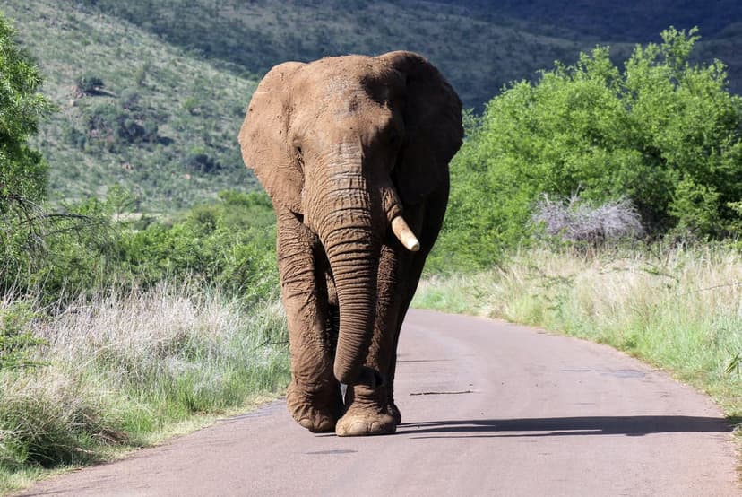 Large African elephant with ivory tusks walks toward the camera on an asphalt road through a grassy savanna plain.