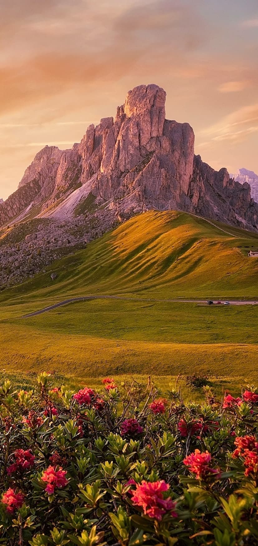 Pink rhododendron flowers bloom in an alpine meadow with sharp mountain peaks under a warm sunrise sky.