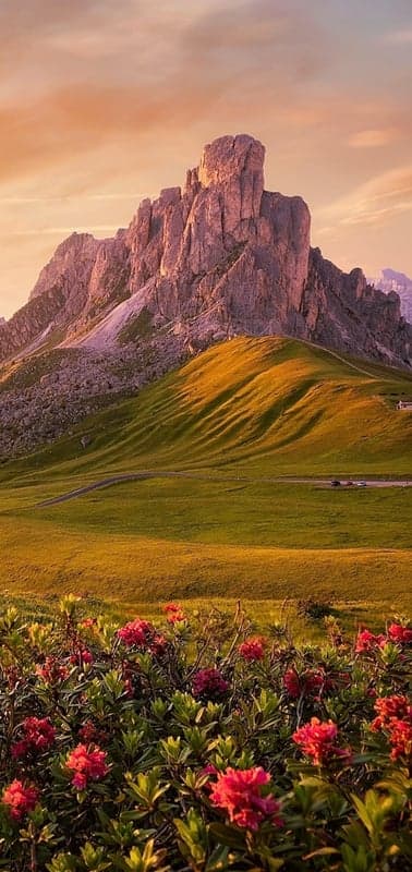 Rhododendron Blooms Below Towering Peaks