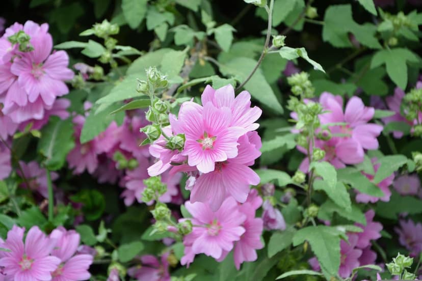 Pink mallow blossoms with translucent petals cluster among green leaves and buds in a soft garden setting.