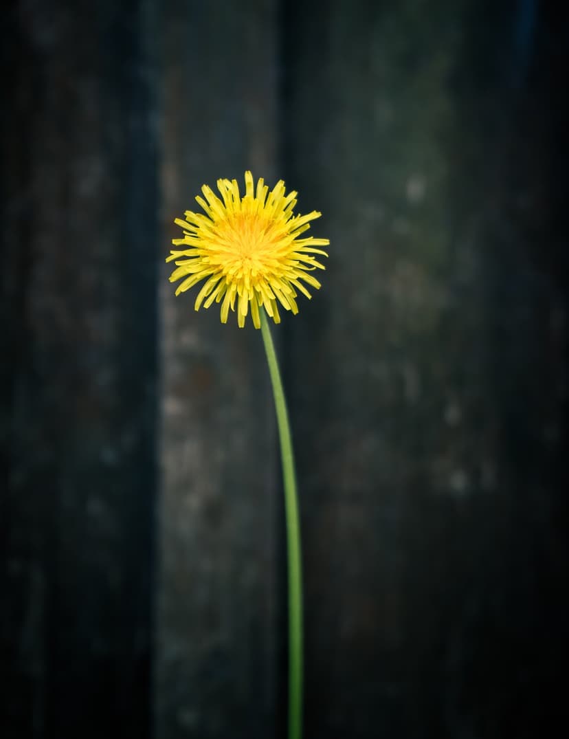 Yellow dandelion flower with delicate petals and a green stem centered on a dark, textured stone background.