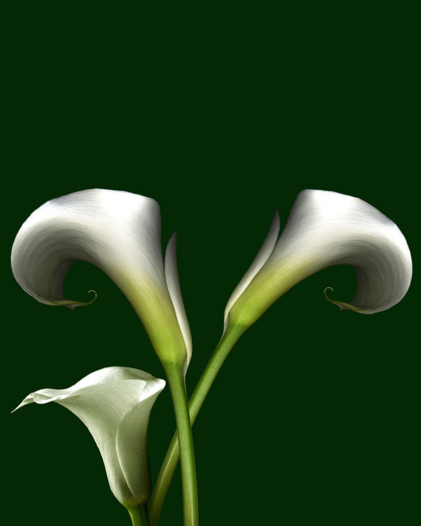 White calla lilies with curved petals bloom against a dark green backdrop in a vertical floral arrangement.