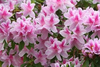 Blooming Pink Azalea Petals High-Res Phone Background