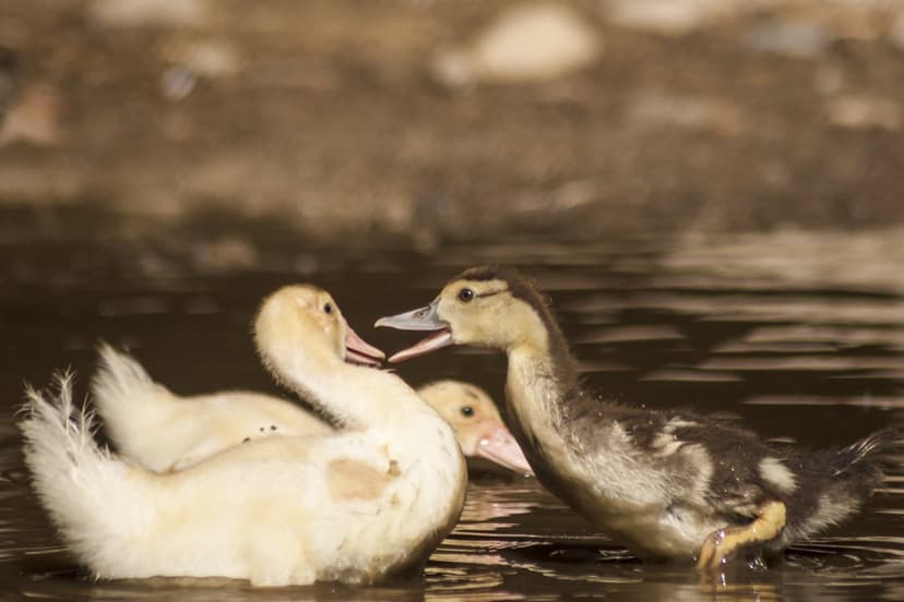 Three fluffy ducklings, one yellow and one speckled, interact in dark shallow water with one quacking loudly.