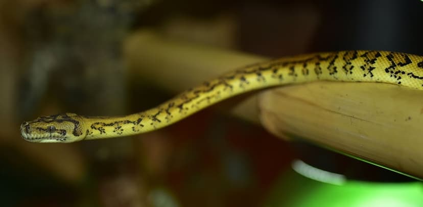 Yellow and black patterned python resting on a thick bamboo stalk against a blurred warm and green background.