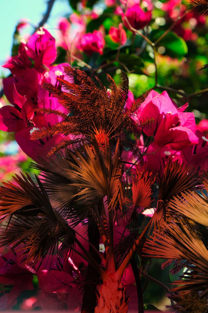 Pink bougainvillea flowers cluster near reddish-brown palm fronds and green leaves in a sunlit garden setting.