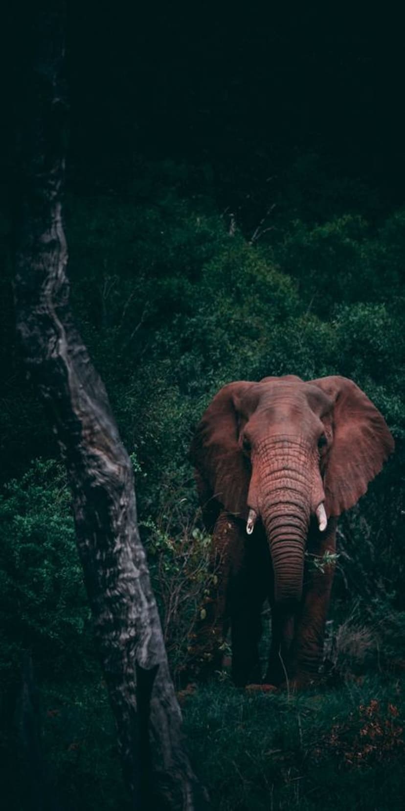 African elephant with large ears splayed stands in a dense dark green forest with earth-toned skin visible.